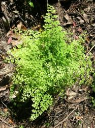 Adiantum raddianum. Mature plant growing on a bank.
 Image: L.R. Perrie © Leon Perrie CC BY-NC 3.0 NZ